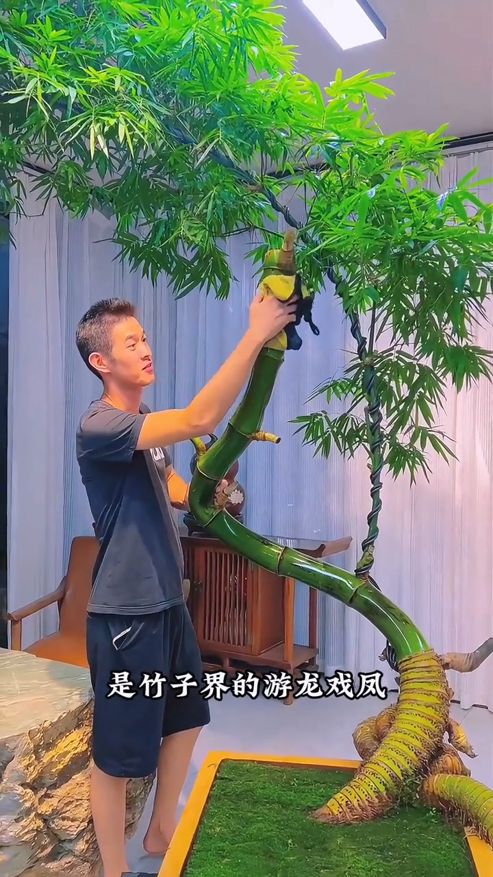 一口氣帶你認識各種竹子品種| 居家小思妹