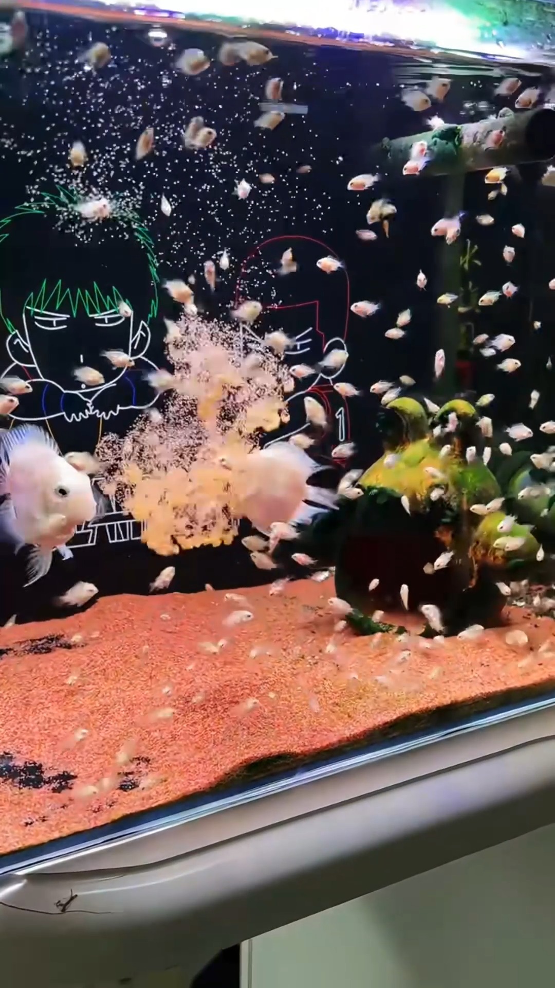 albino polar parrot fish  Platinum polar parrot with yellow