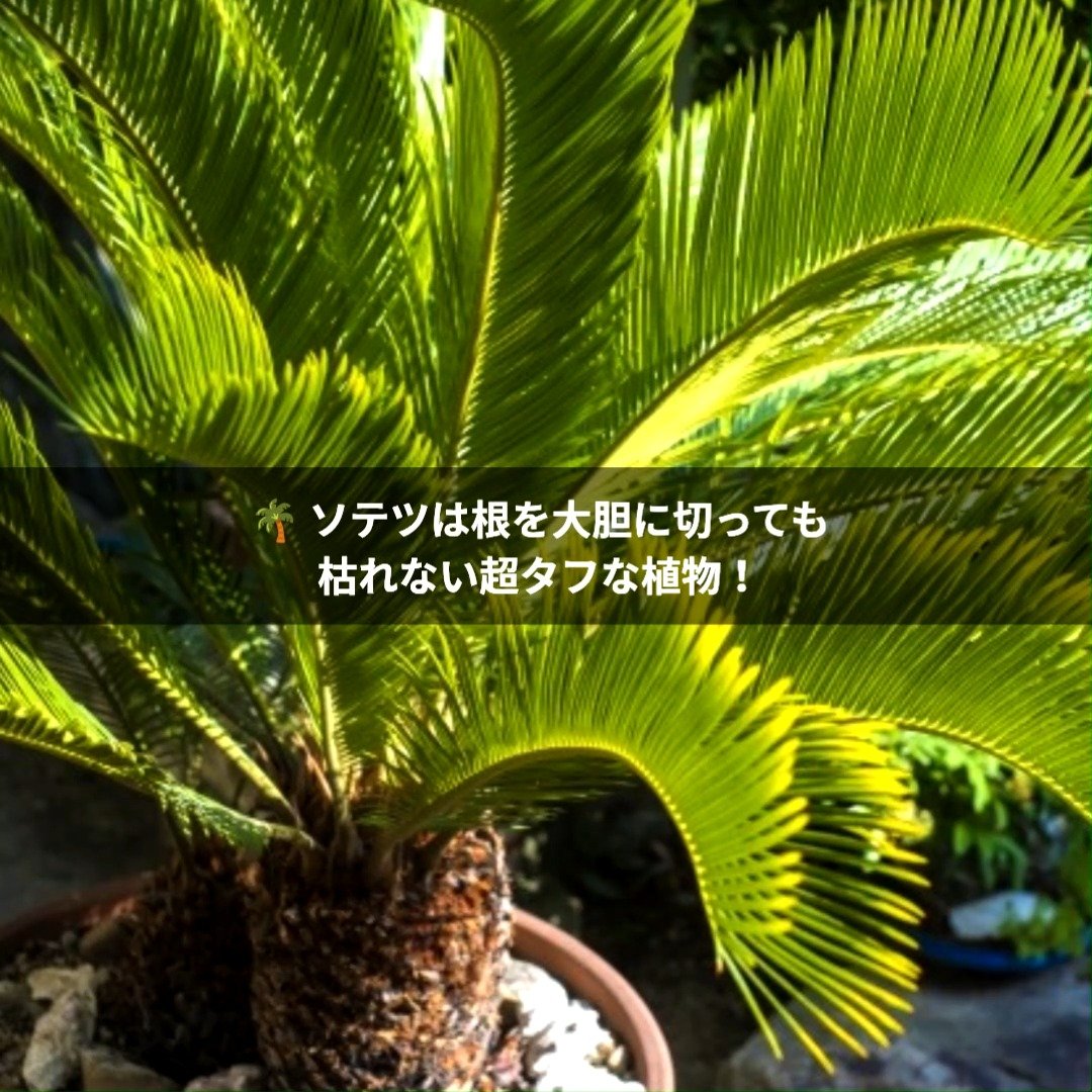 ソテツの幹に小さな芽が出てきたら、株分けで増やせるチャンスです