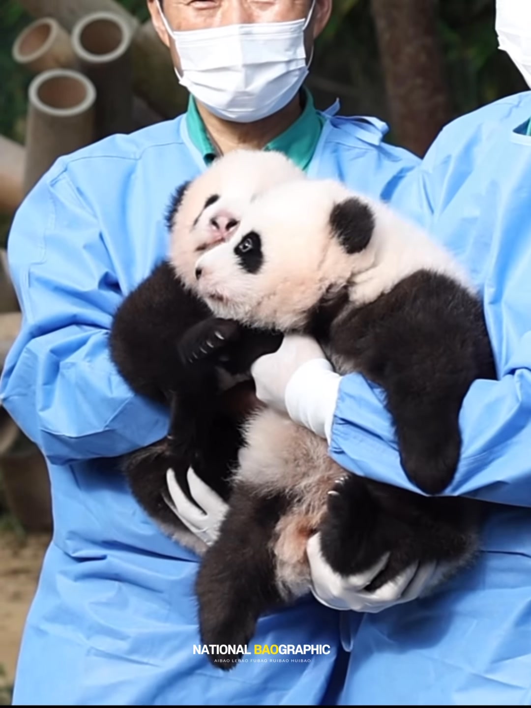 12/10/2023. Ngày hai con mém có tên chính thức: Rui và Hui | Cute một ...