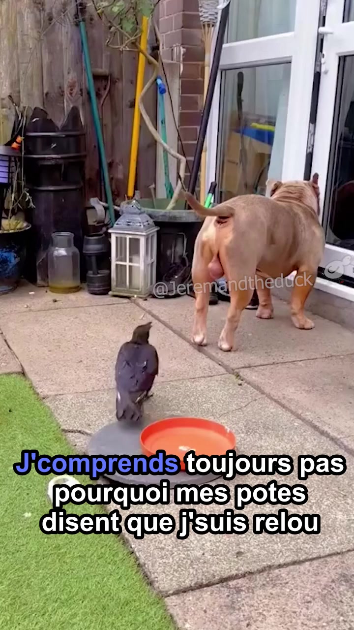 Il s'est fait enguirlander | Jeremandtheduck | Facebook