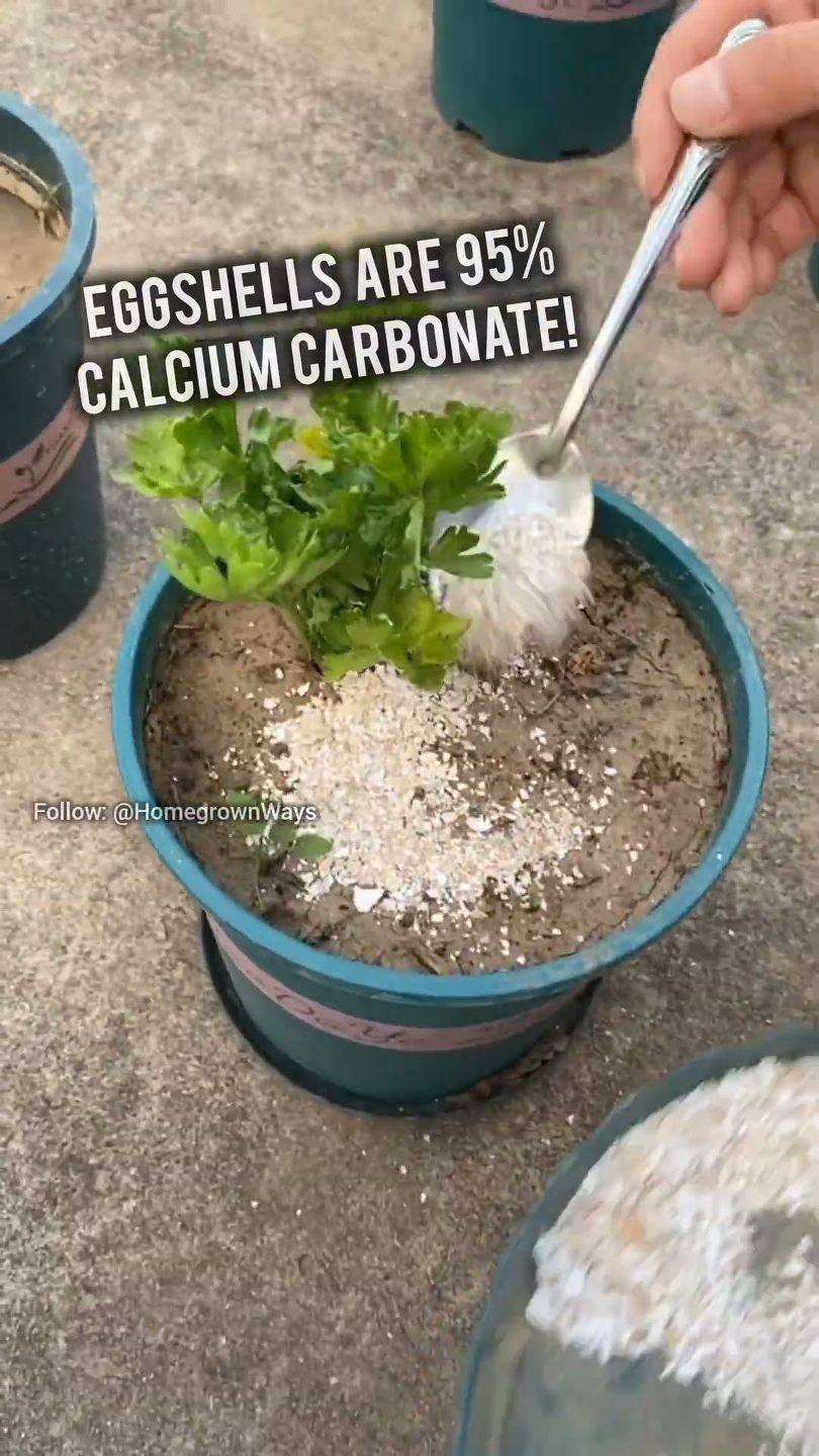 Homemade Rooting Solution That Actually Works! #shorts # ...