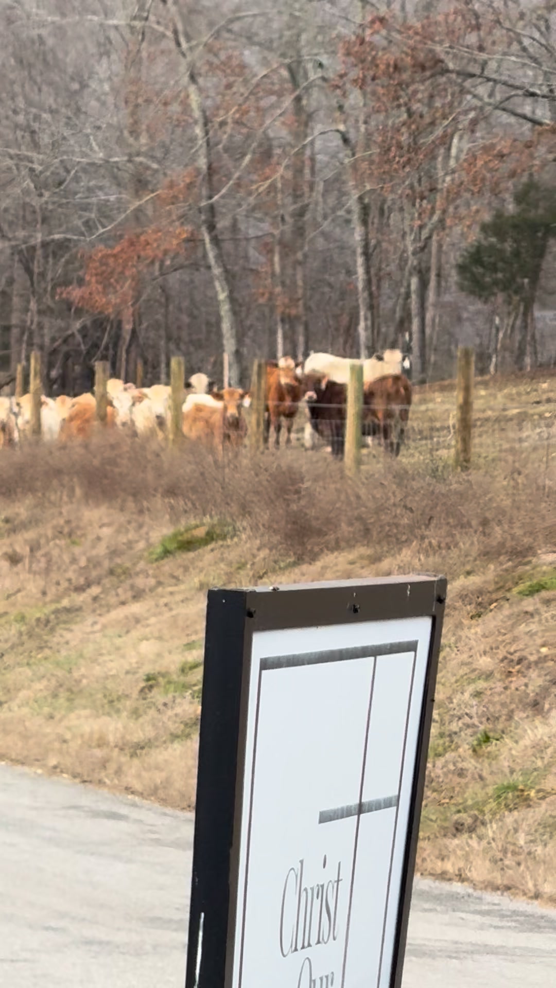 The neighboring cows missed us coming bye🤣 | Clanton Ridge Farm | Facebook