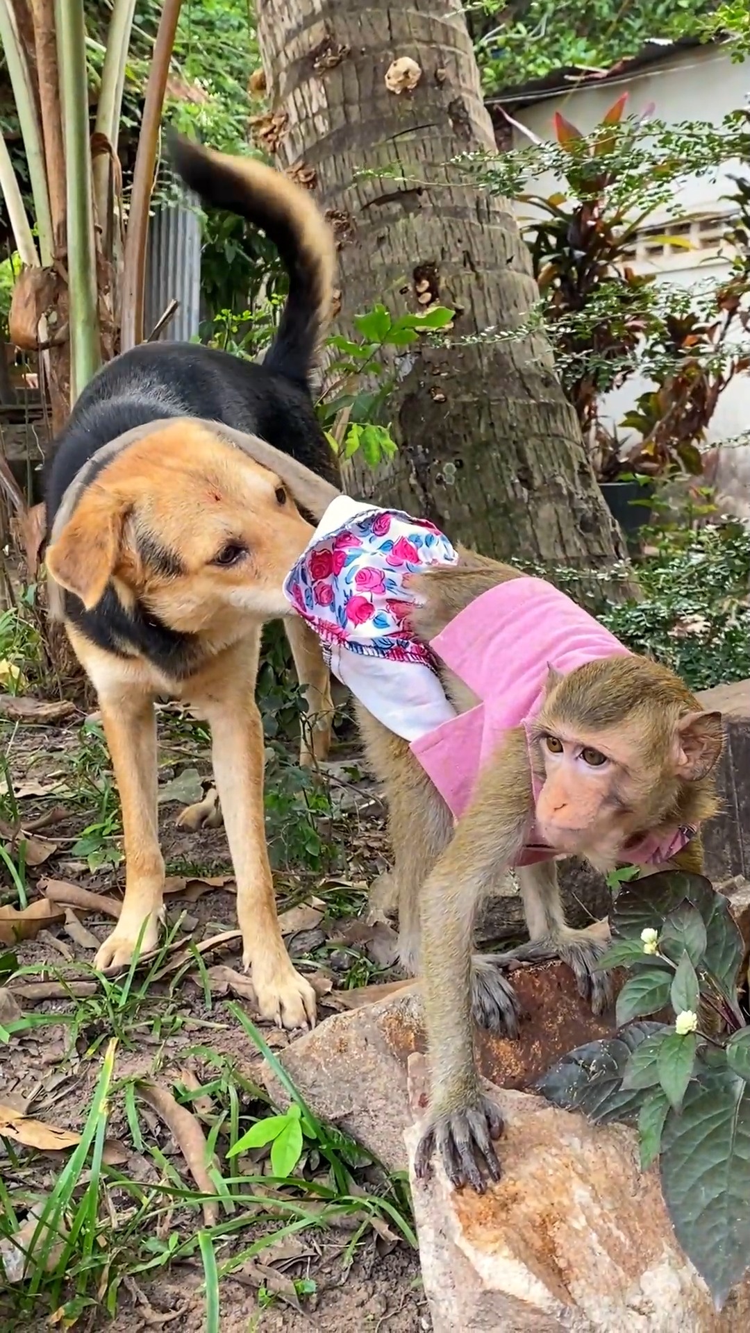 Cute Monkey and Dog Share Happy Time #monkey #FallInLove #PetRehoming # ...