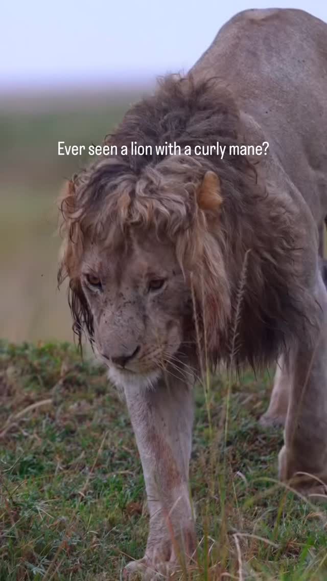 Meet Nzuri (M6) son of Olepolos, and once part of the seven sub-males ...