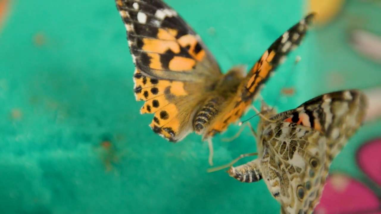 Calvert Elementary School first graders shared a sense of wonder and ...