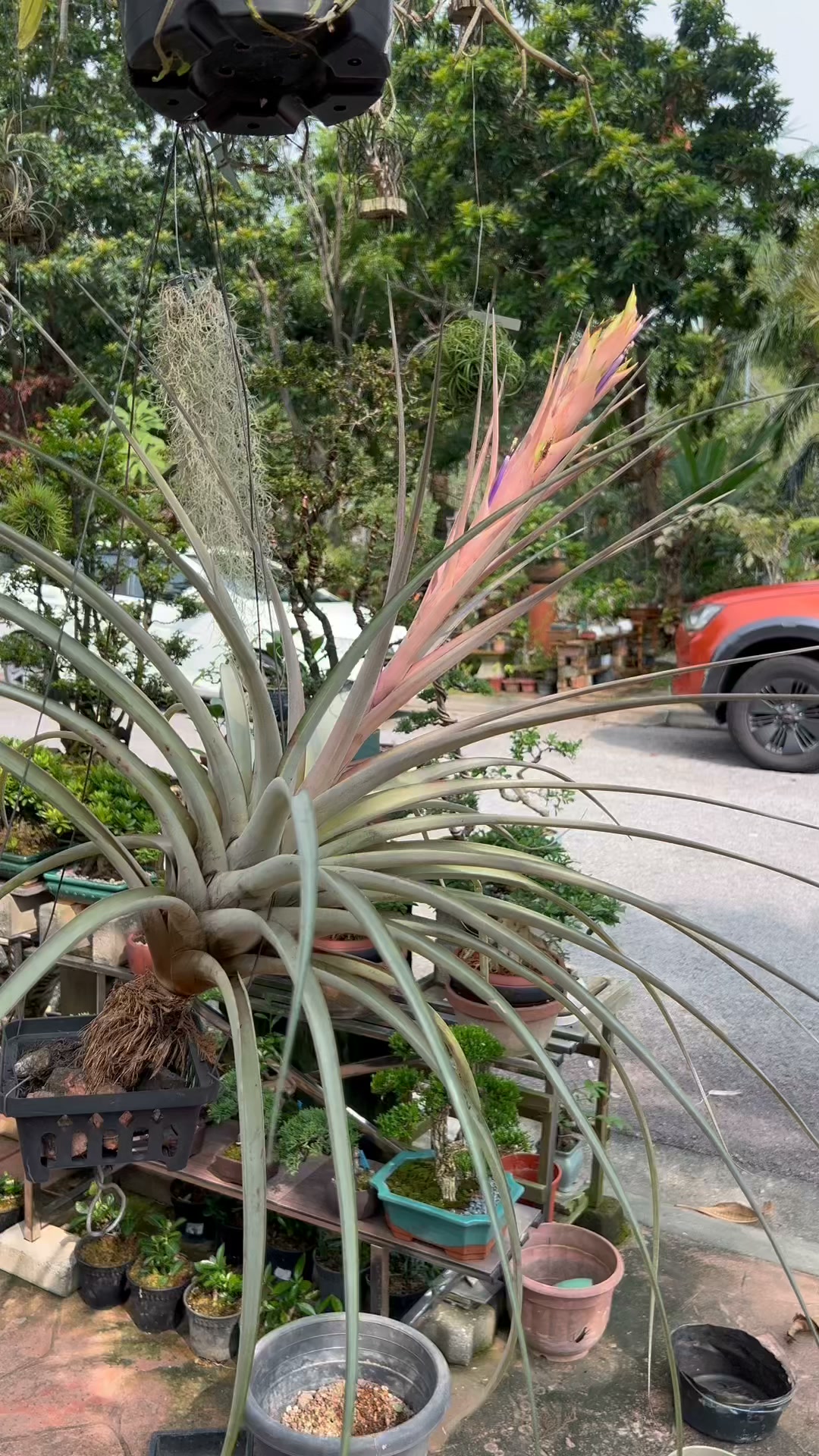 Tillandsia concolor Red Prince: The normal Tillandsia concolor has