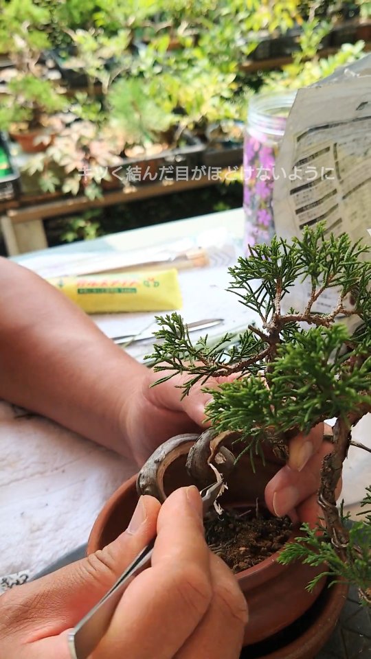 つまらない幹筋に、シャリを入れてなんとかしようとしてます。 #盆栽 #bonsai #糸魚川真柏 #シャリ入れ #米沢 #よしまん盆栽 ...