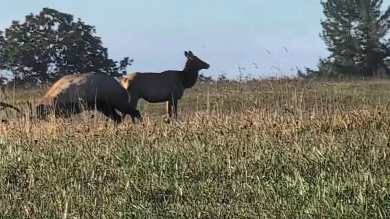 Encounters between bulls can get down right ferocious! I think their ...