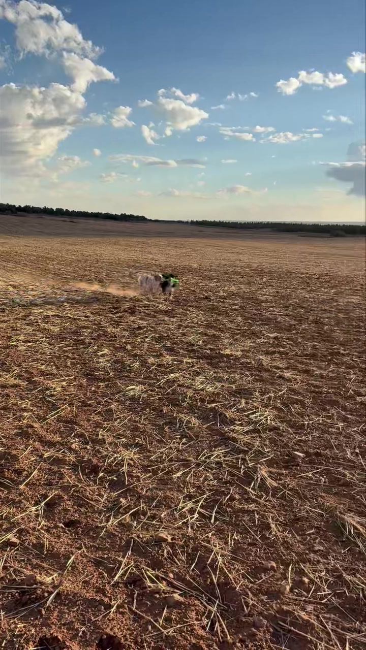 A little slow motion of the the girls doing their thing last evening ...