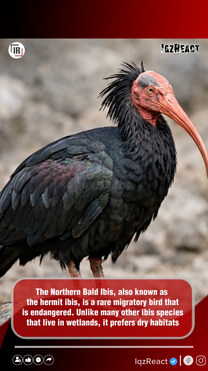 The Northern Bald Ibis, also known as the hermit ibis, is a rare and ...