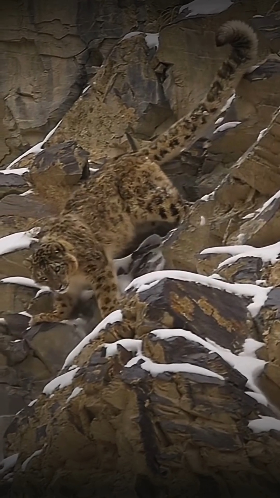 Meet the ultimate mountain predator ️ From snowshoe paws to a balancing ...