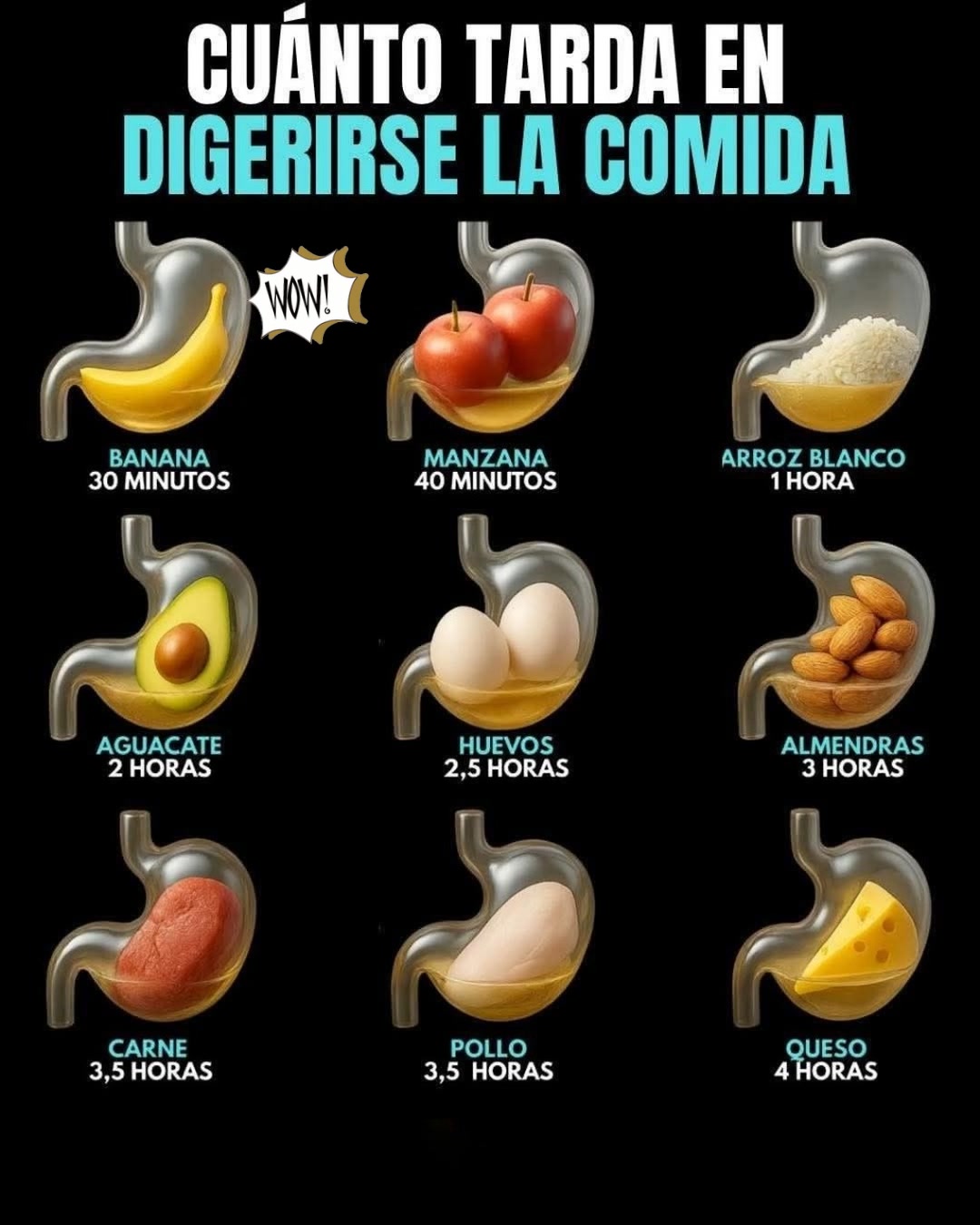 🍎 ¿Sabes Cuánto Tarda la Comida en Desaparecer de tu Estómago? ¡La ...