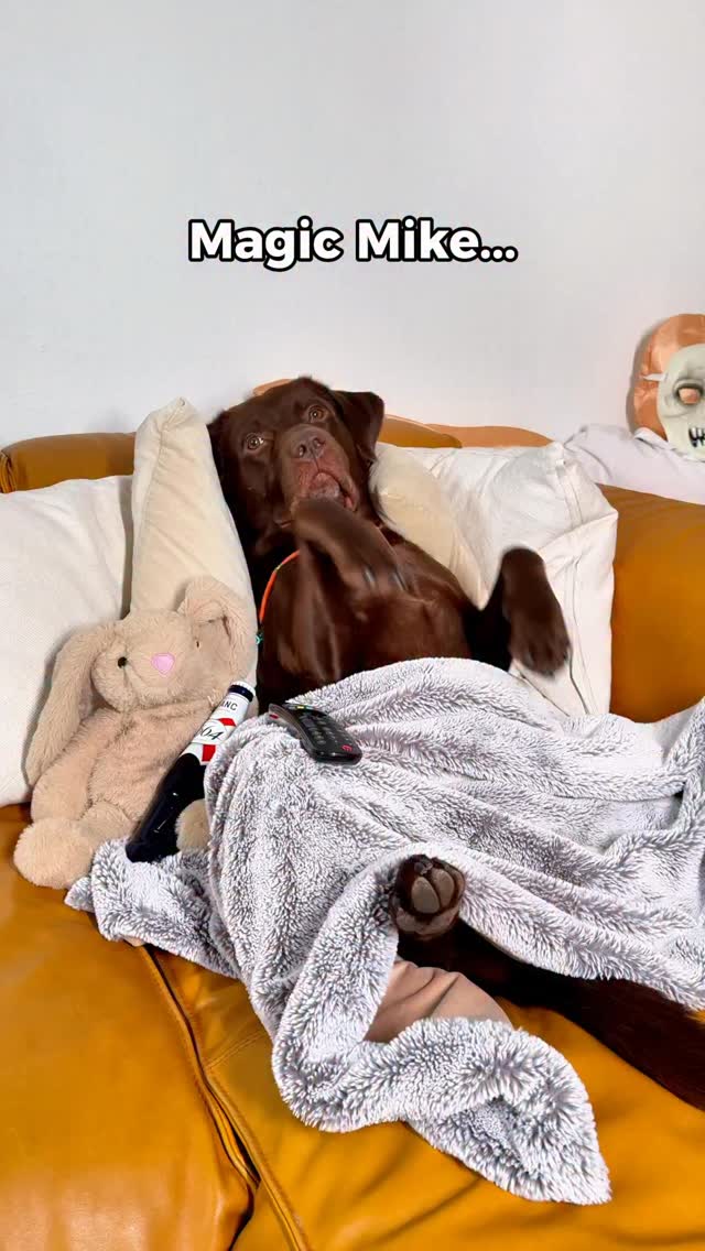 Hast du Magic Mike geguckt? Sam ist ein echter fanboy 😁 | der.labrador ...