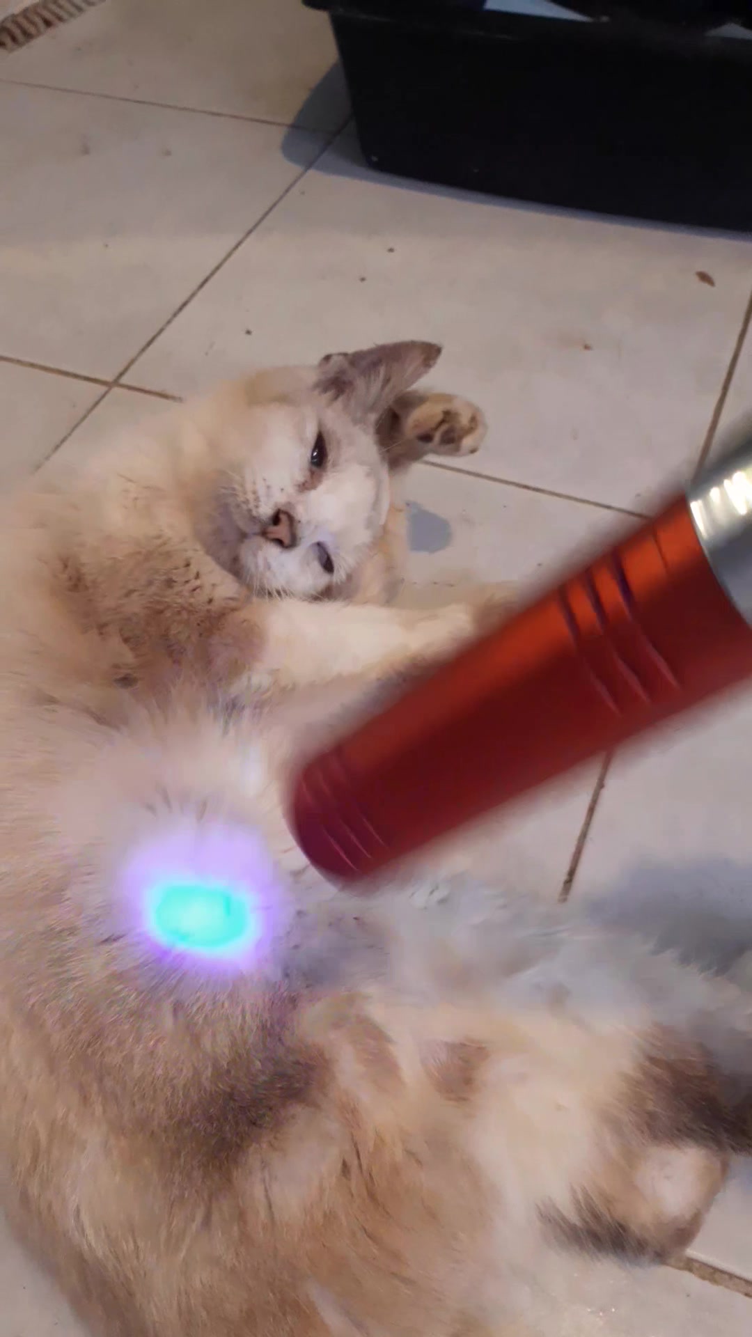 feline b12 injection site reaction Cat's adverse to vaccine b12 injection with lipo