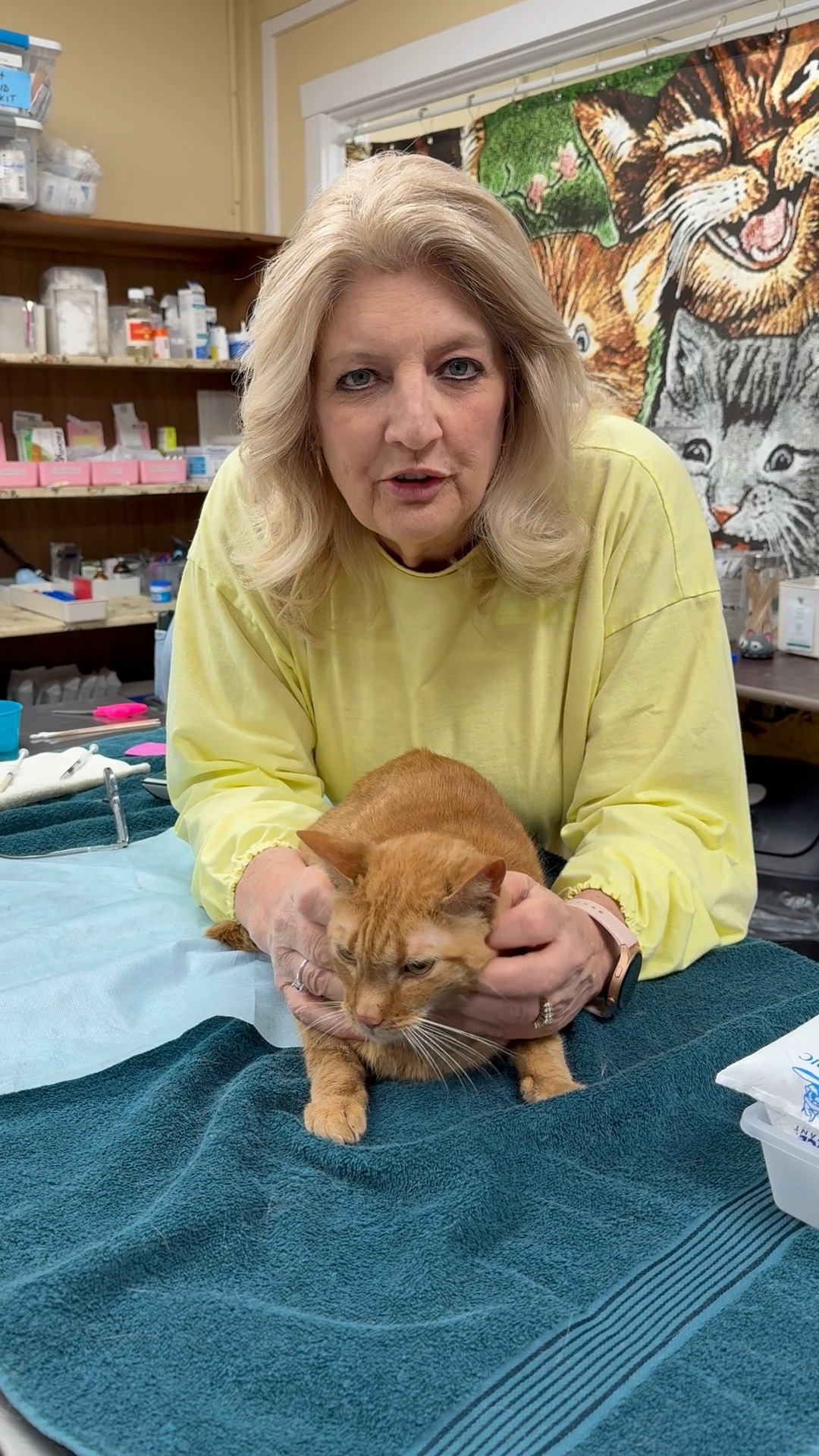 2/16/26 Today we welcomed some new kitties here at Kitten Krazy! In ...
