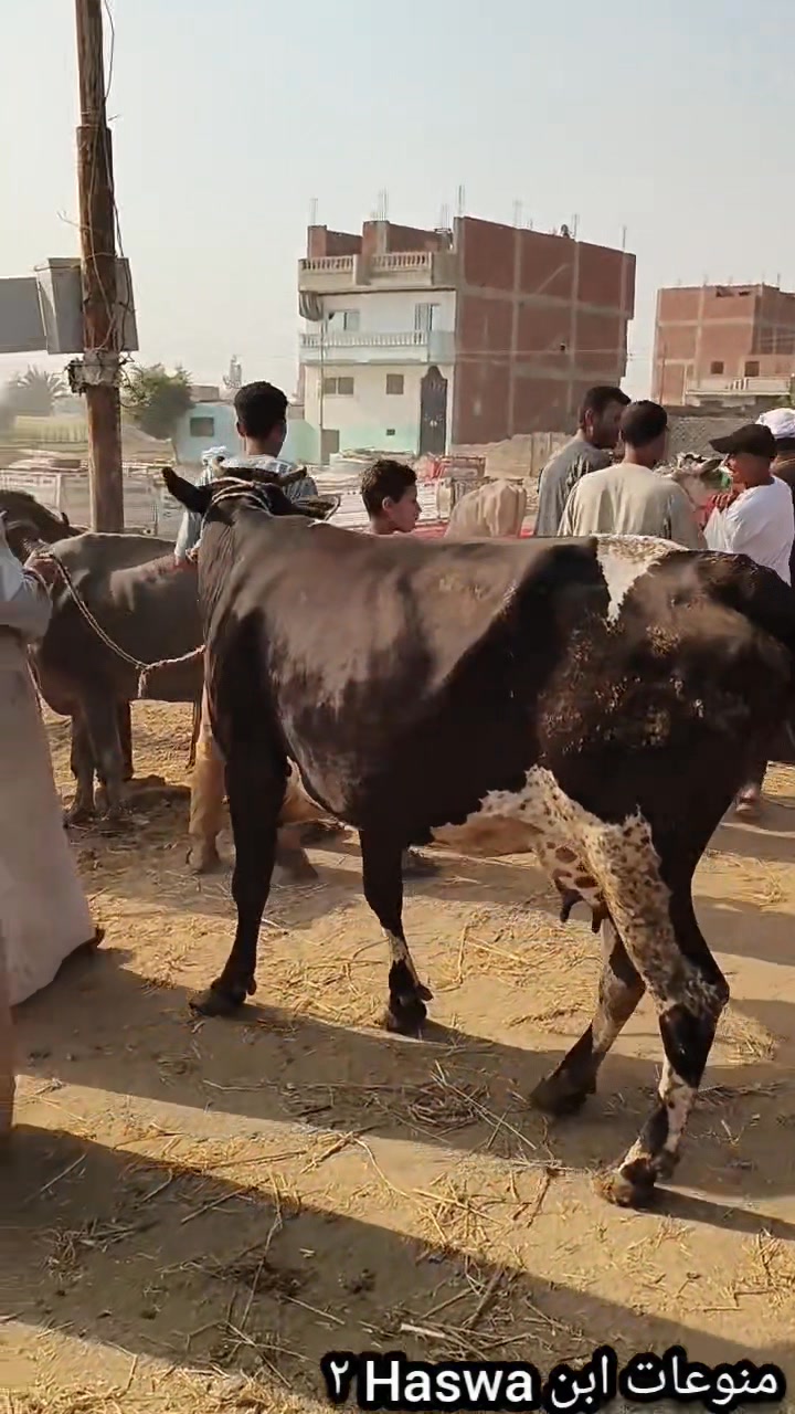 #راجع ببقره لحم تكفي لفرح العروسين ب٤٦ الف 🫣🐄👉 #منوعات_ابن_Haswa ...