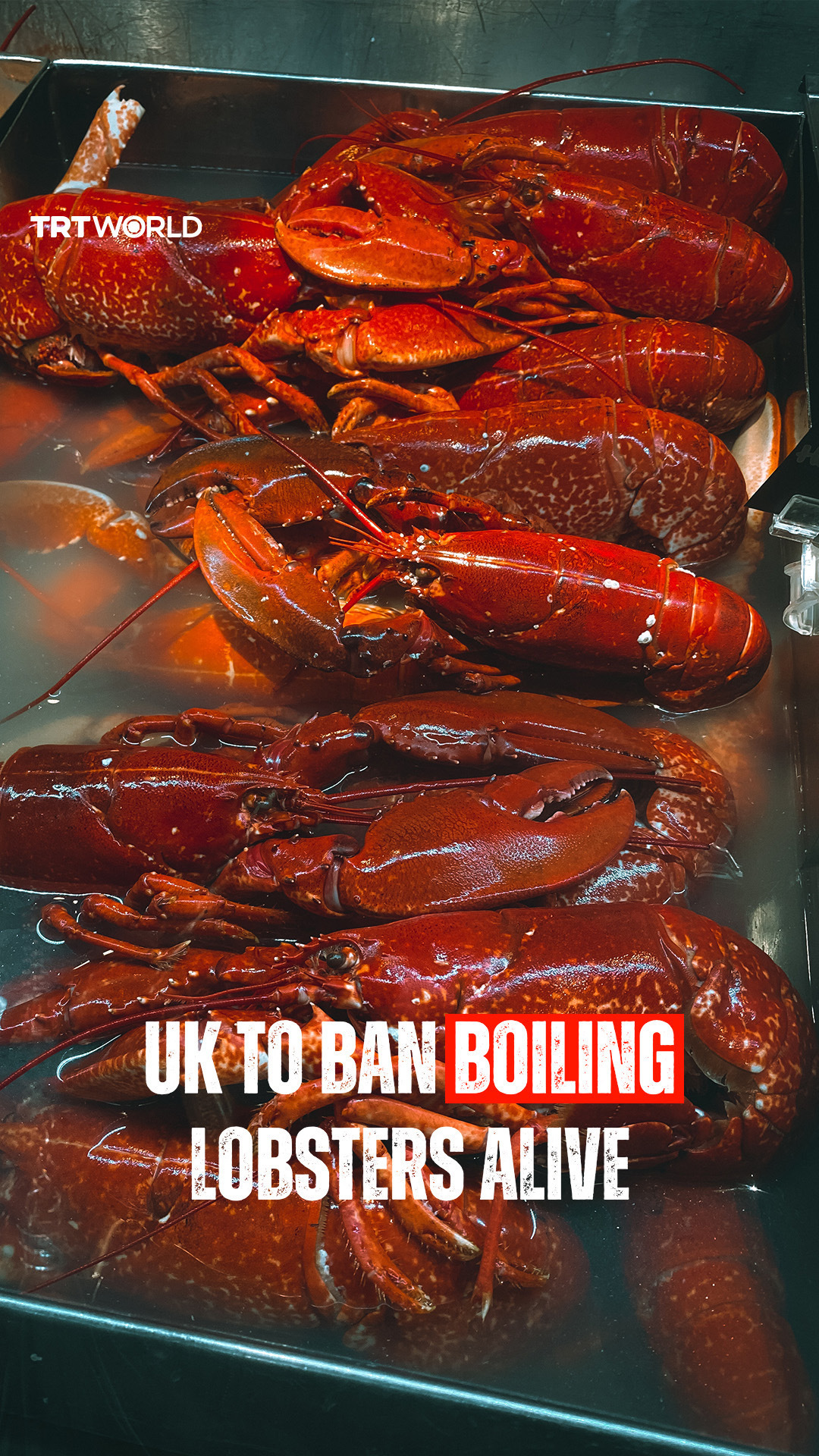 TRT World - The United Kingdom is moving to ban boiling... | Facebook