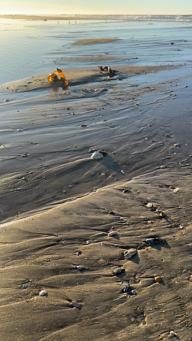 Whelk shell hunting - Assateague Island Va OSV 12/30/24 . #shell # ...