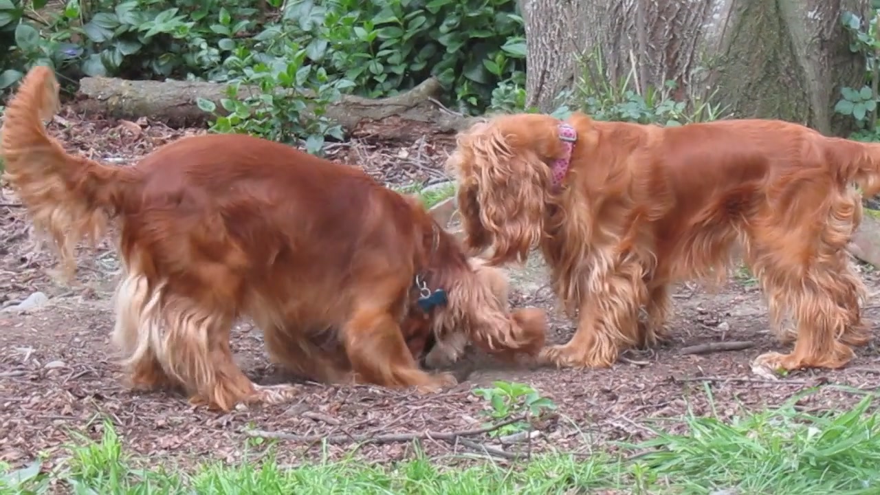 Most puppies do not get to play with their Sire - its a joy to see what ...