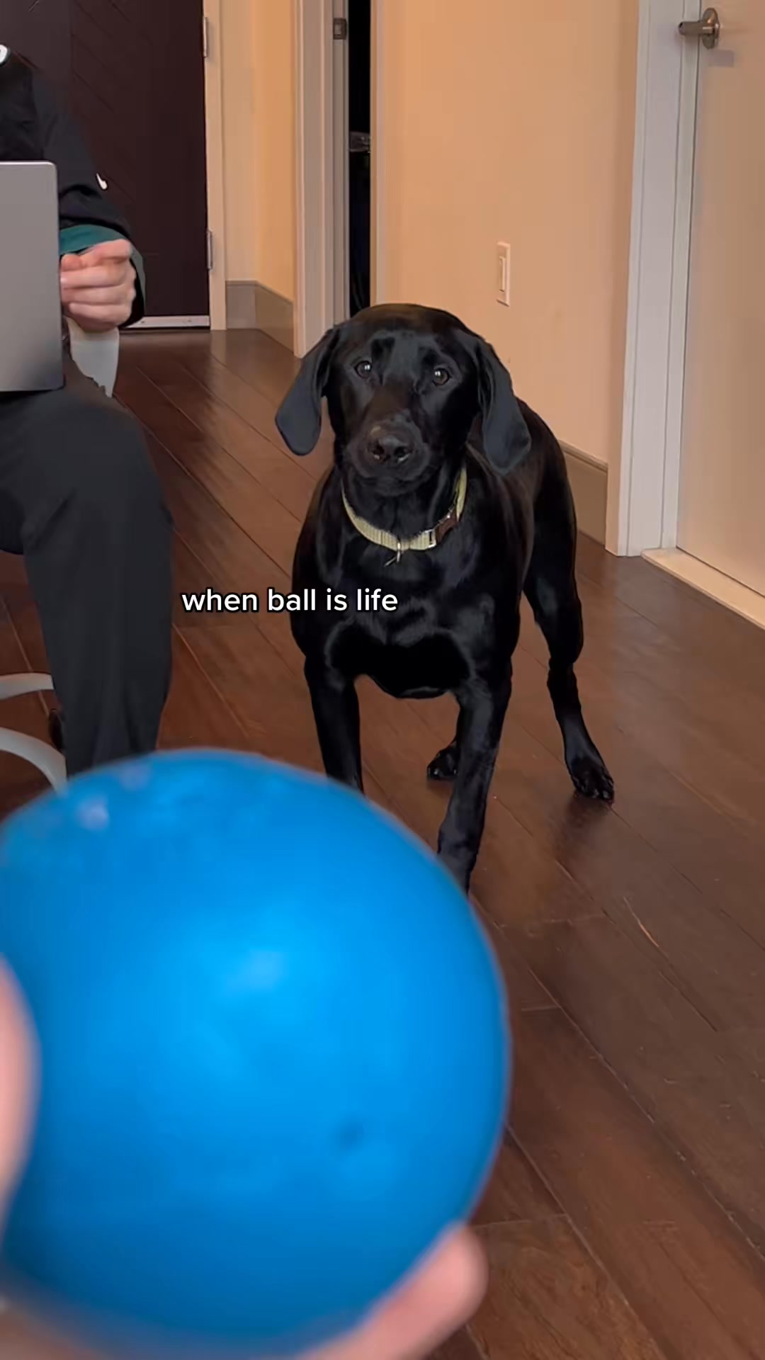 the little smirk 🥹🤣 (7199741199270382890) #puppytok #labsoftiktok # ...