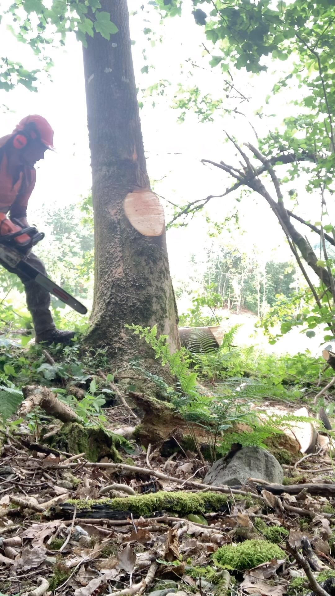 Reipal Tree Jack (MK1V) being used by Tom to bring down a Sitka ,in a ...