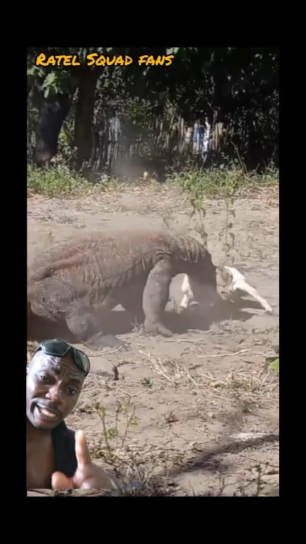 Big Alligator graped a big goat 🐐 #viralvideochallenge #animallover # ...