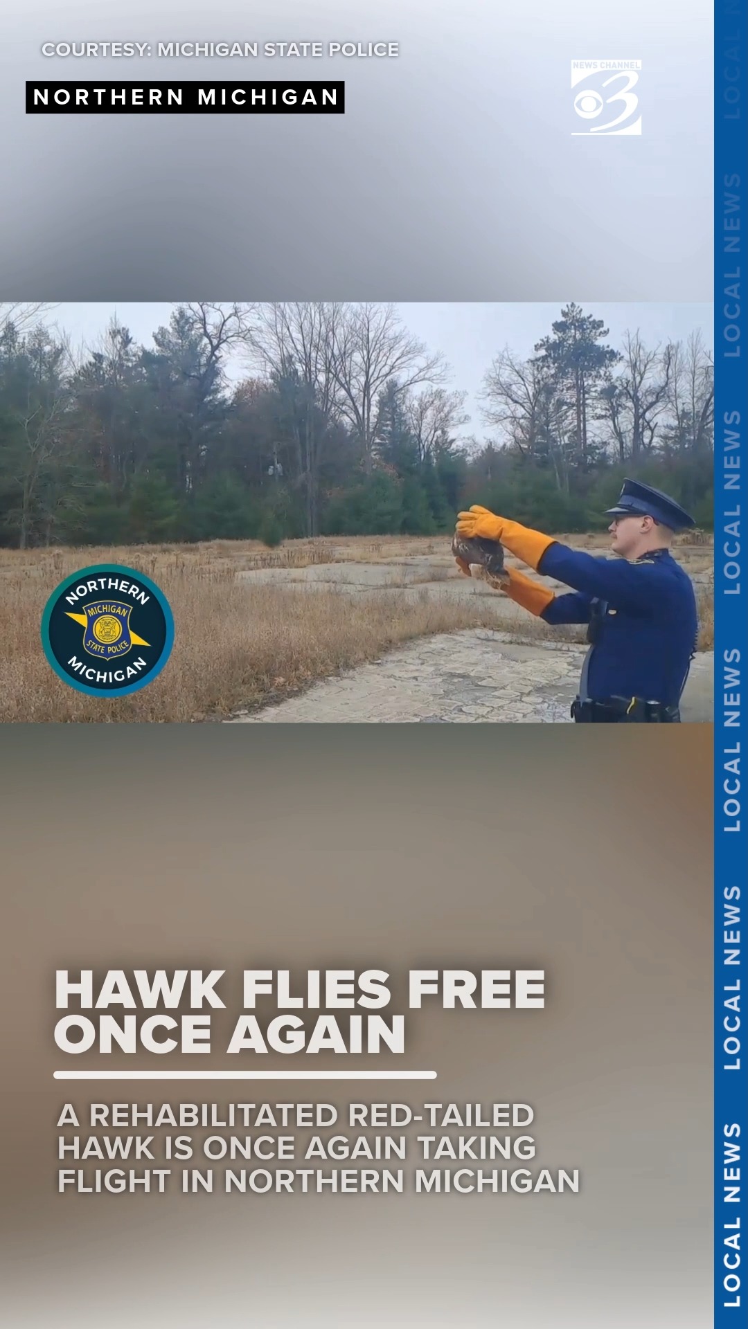 WATCH THIS: A young Red-tailed Hawk is flying free again after a ...