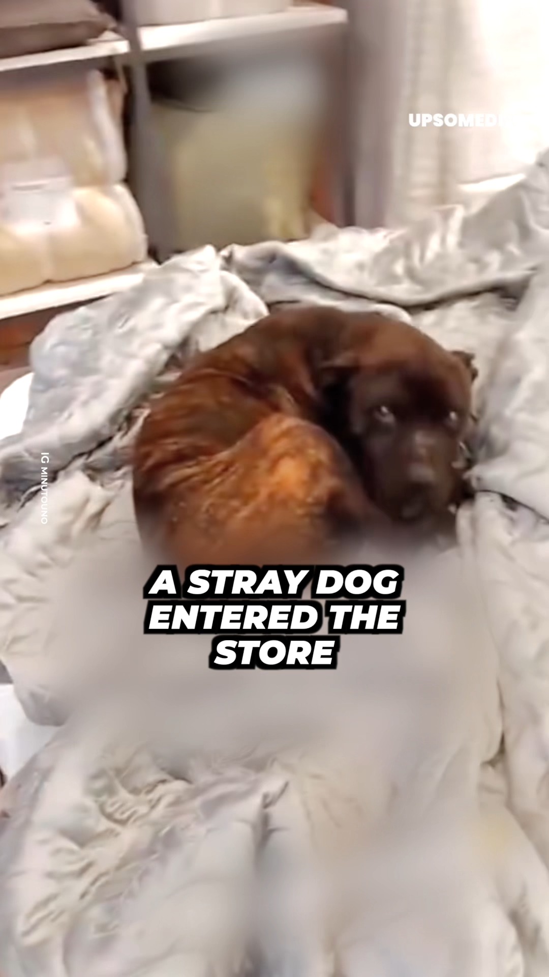 The animal entered without anyone allowing it. A customer alerted what ...