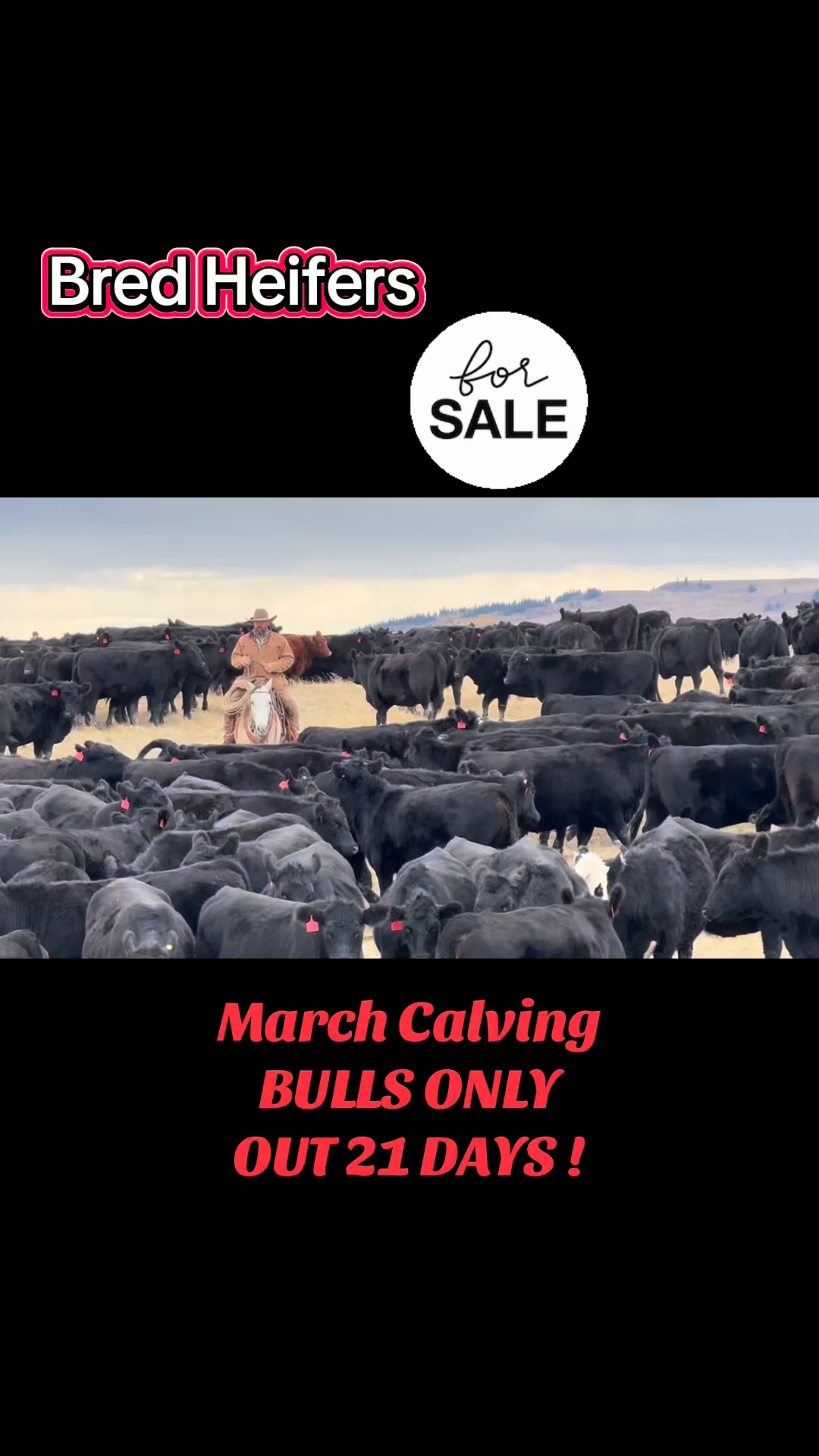 Two C Ranch Horses on Reels | Facebook
