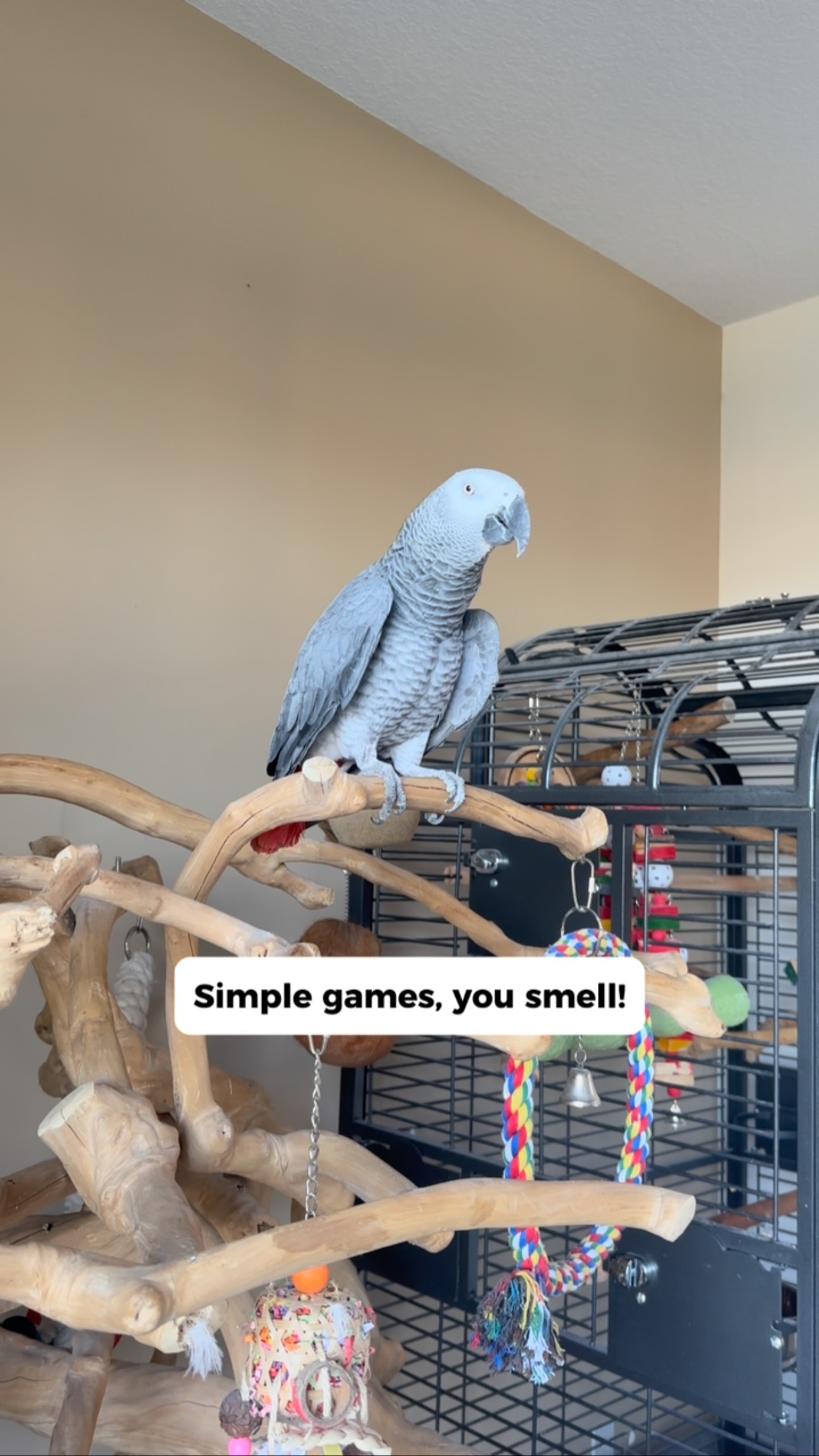 Gizmo tells Bird to Squawk off!! 😅 #funnyparrot #bird #talkingparrot # ...