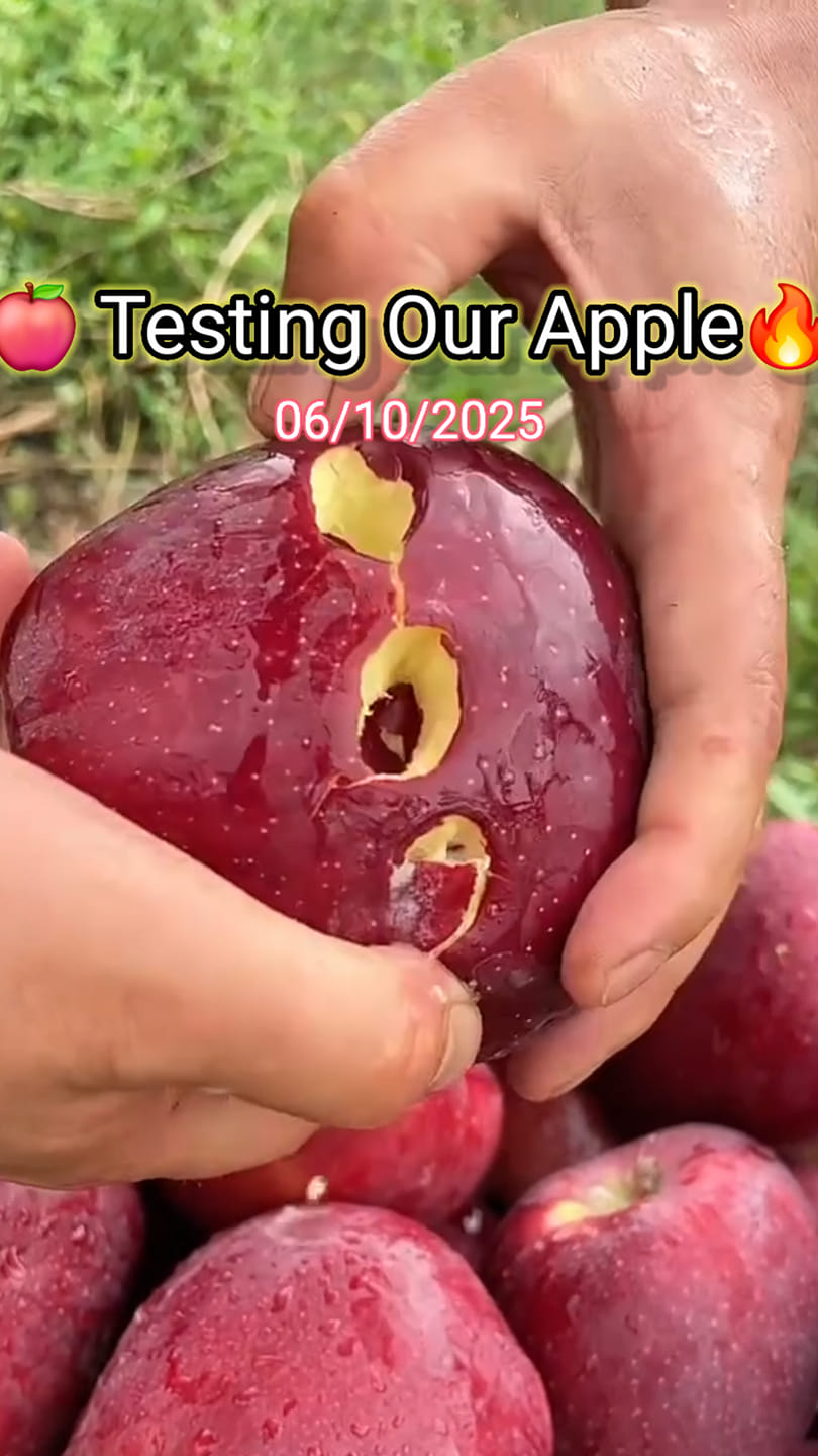 Upon testing you can see how juicy, crunchy, tough our apples look. For ...