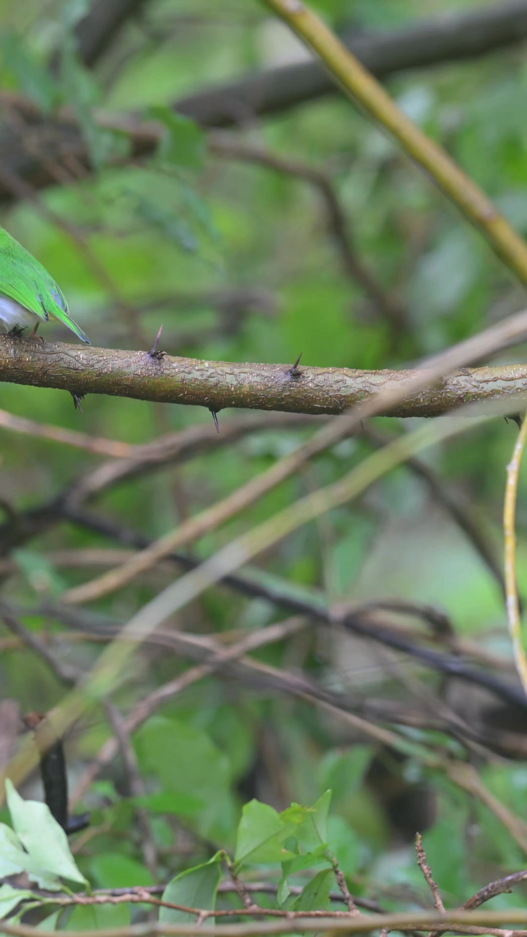 Petit reel du Todier de Cuba (Cuban Tody) aujourd’hui. Un oiseau ...