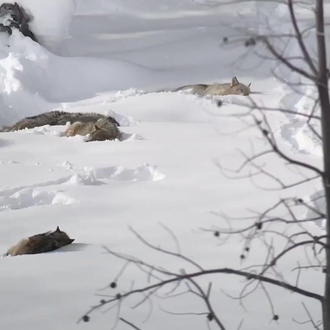 Did someone say snow day? Amazing footage of an adorable wolf pack ...