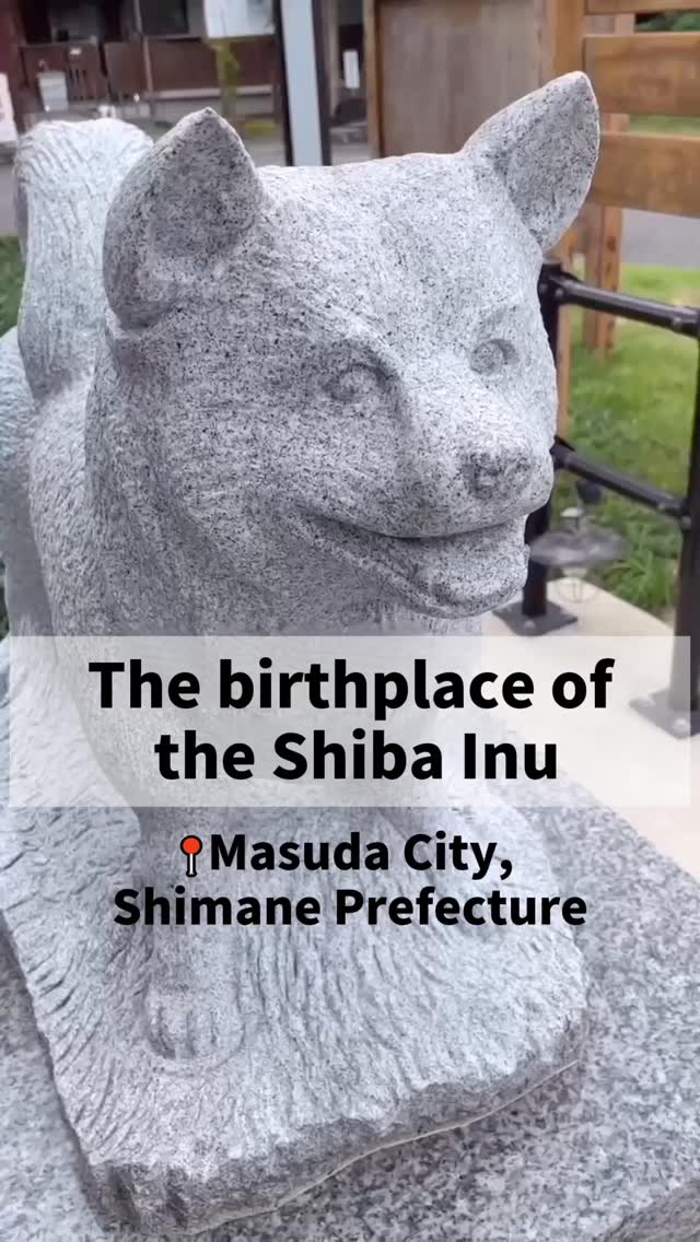 The Shiba Inu is loved worldwide, and its story began in Masuda