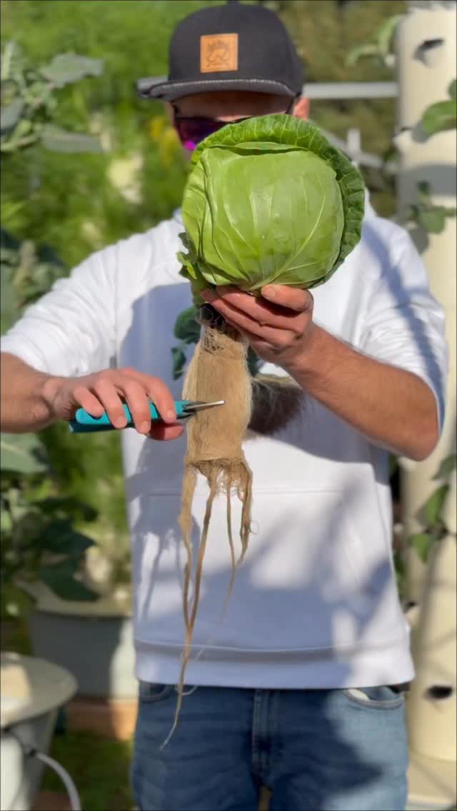 Root health is the foundation of plant performance in vertical farming ...