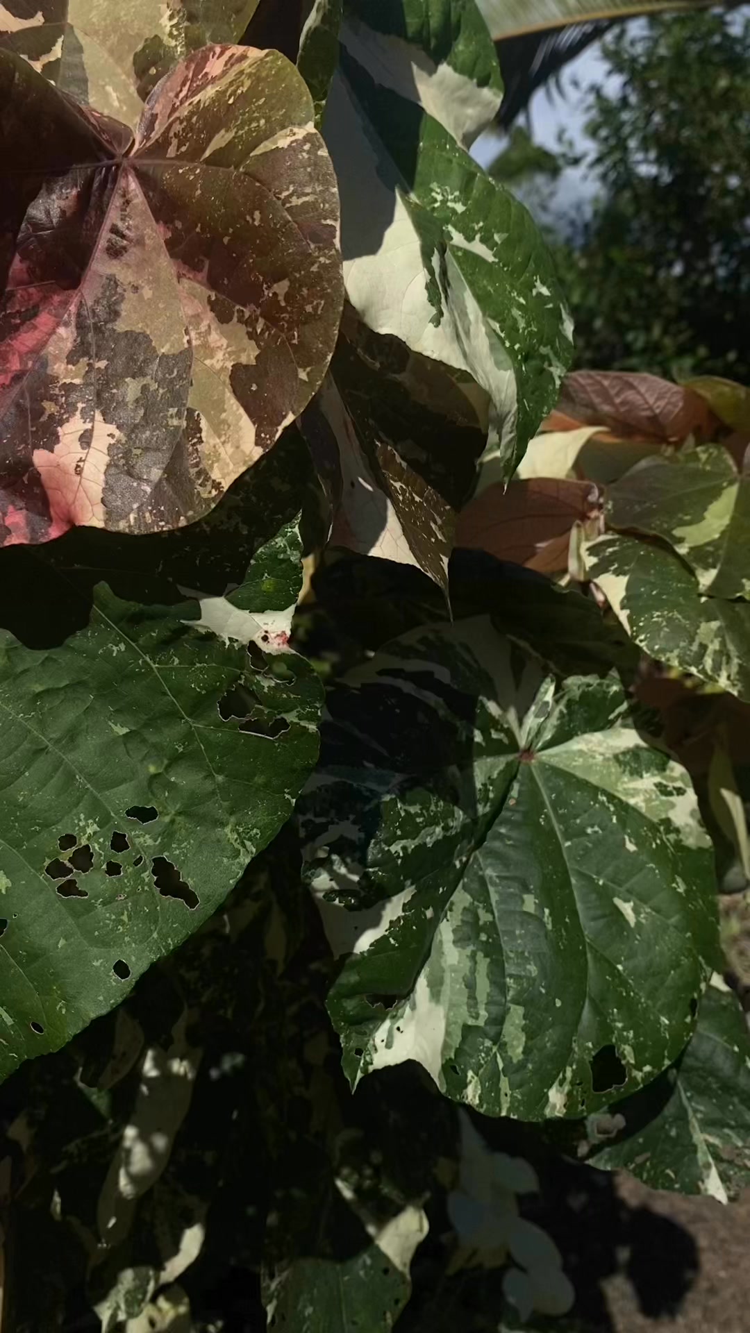 🌿 Rempotage express – Purau Panaché 🌿 Nos marcottes de Purau panaché ...