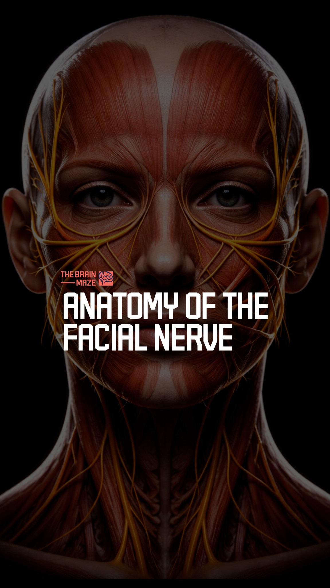 Anatomy of the Facial Nerve - The facial nerve (cranial nerve VII) is a ...