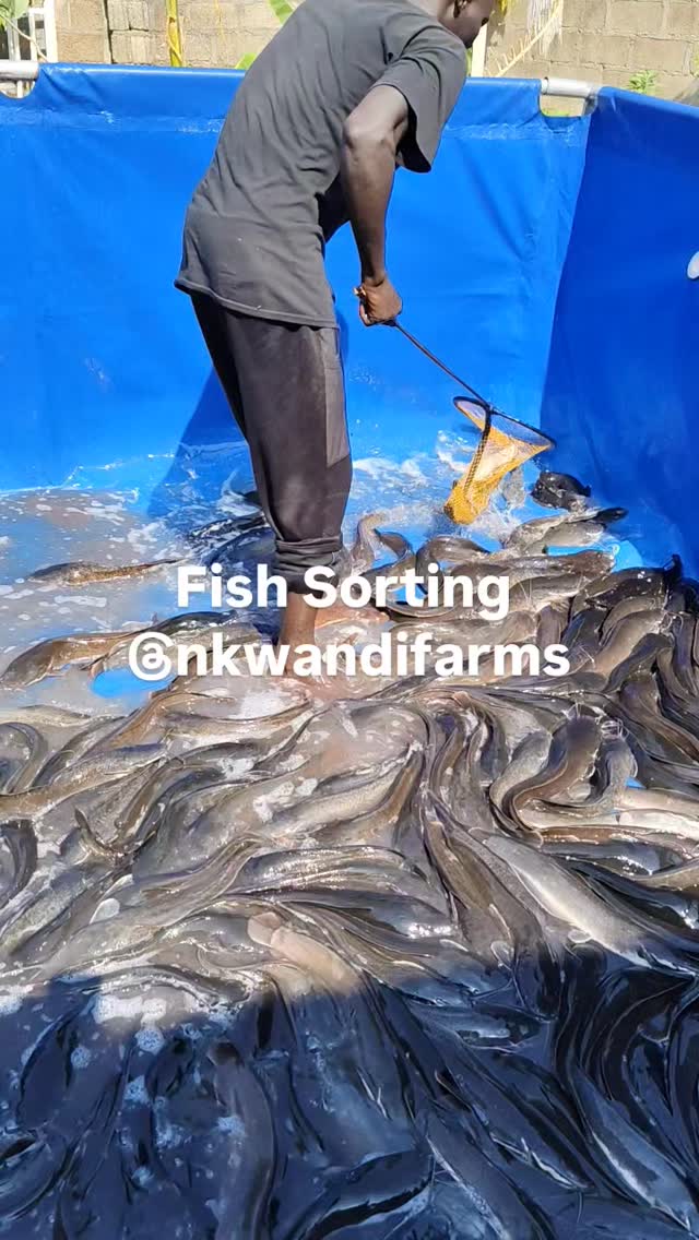 Learn how to sort your Catfish based on their size. Fish Sorting is one ...