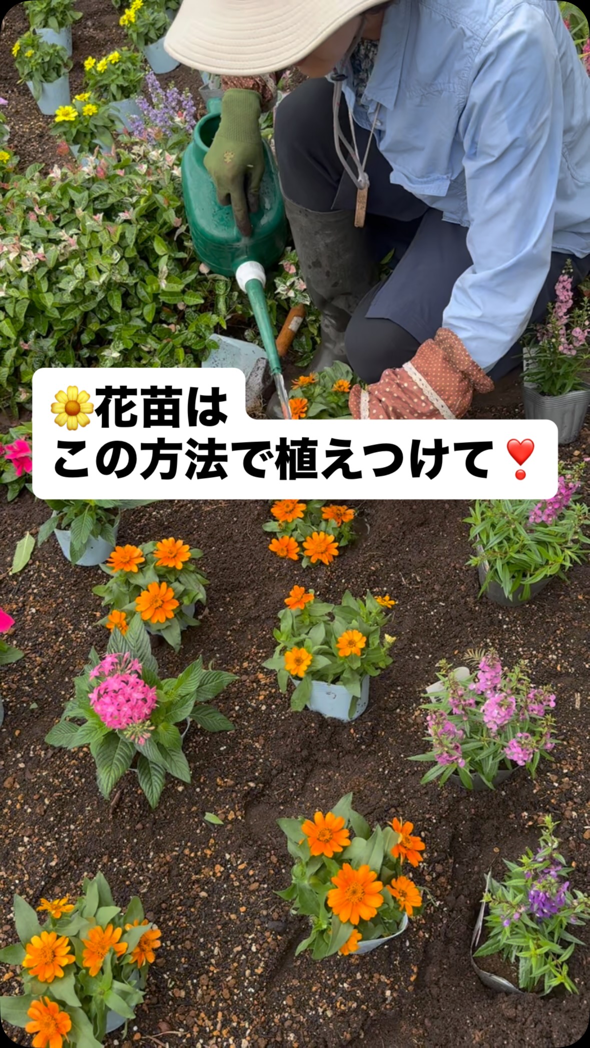 みどりネットKoto (@MidorinettoKoto) • Facebook