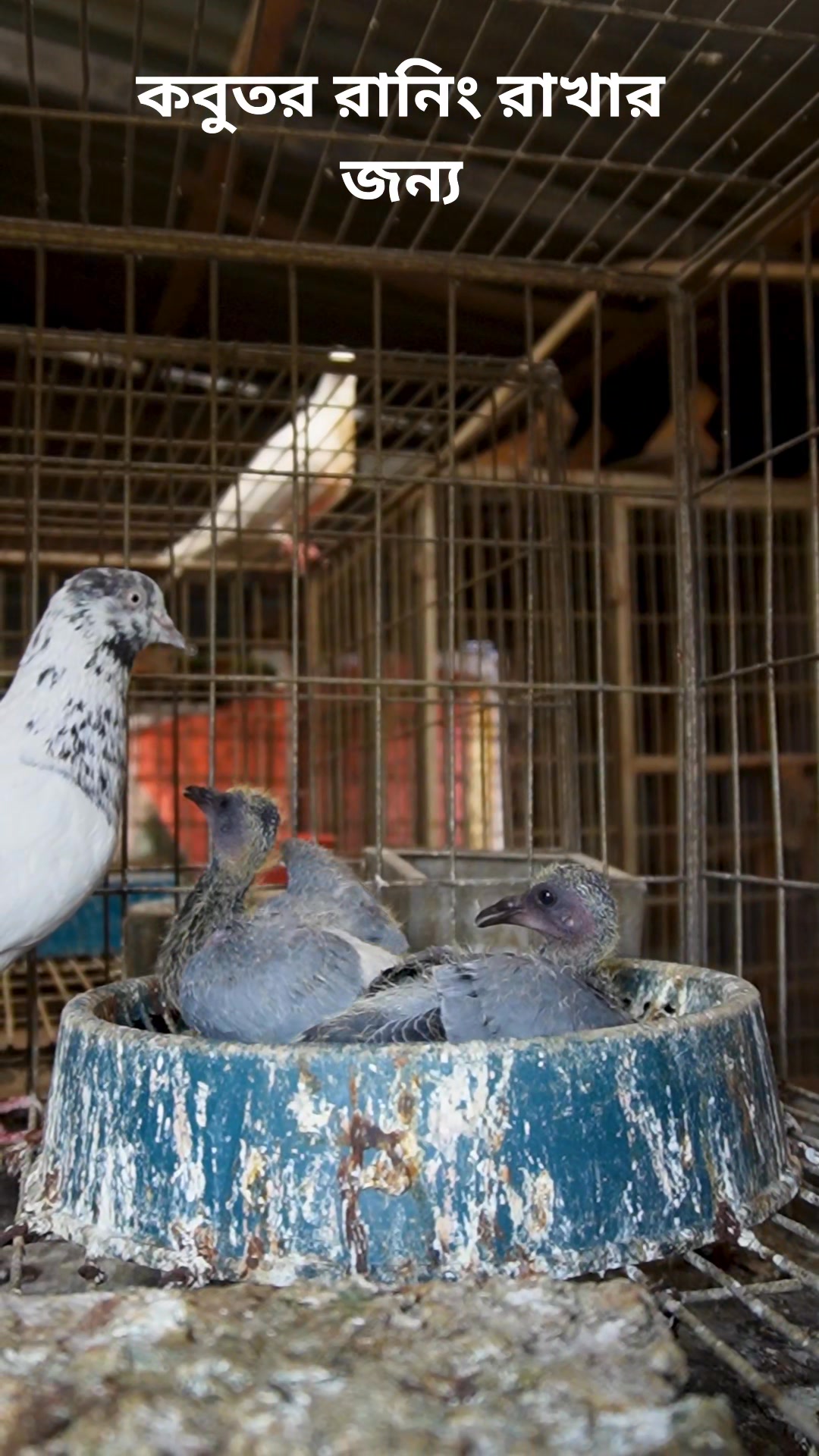 কবুতরকে ভালো রাখার জন্য এই চেষ্টা #kobutor #birdlife #Pigeonbaby | BD ...