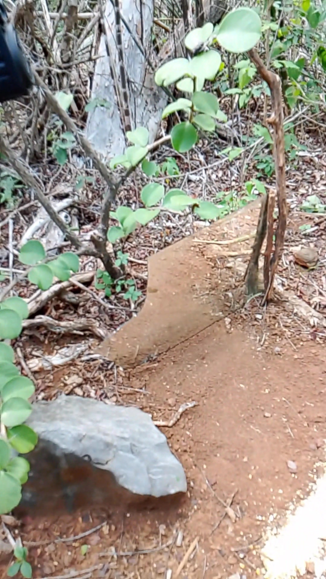 Vamos ver se a lambu vem #natureza #caatinga #passaros | animais ...