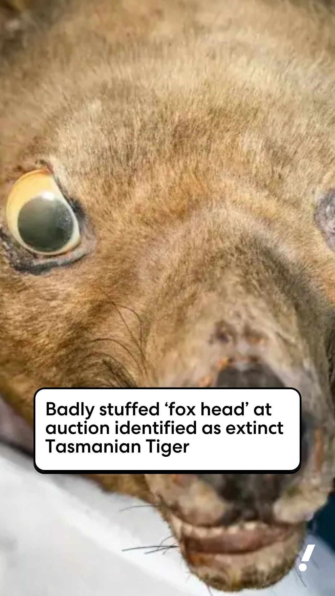 未使用！ TASMANIAN TIGER Badly stuffed 'fox head' at auction identified as extinct