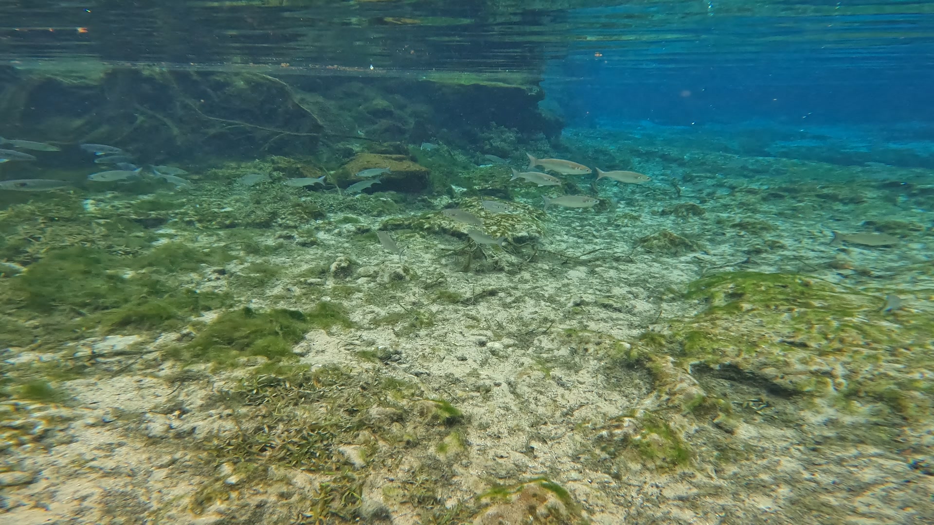 Why do I swim in the springs? So I can peep at fish and other wild life ...