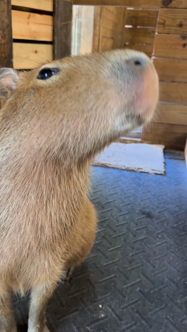 Cheesecake the capybara and Stevie the sheltie are here with a capygram ...