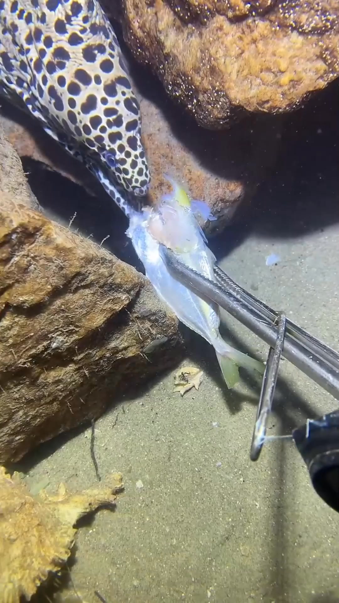 Bigass eel #fishing #eels #deepsea #nemo #diving #lobster | Catch the ...