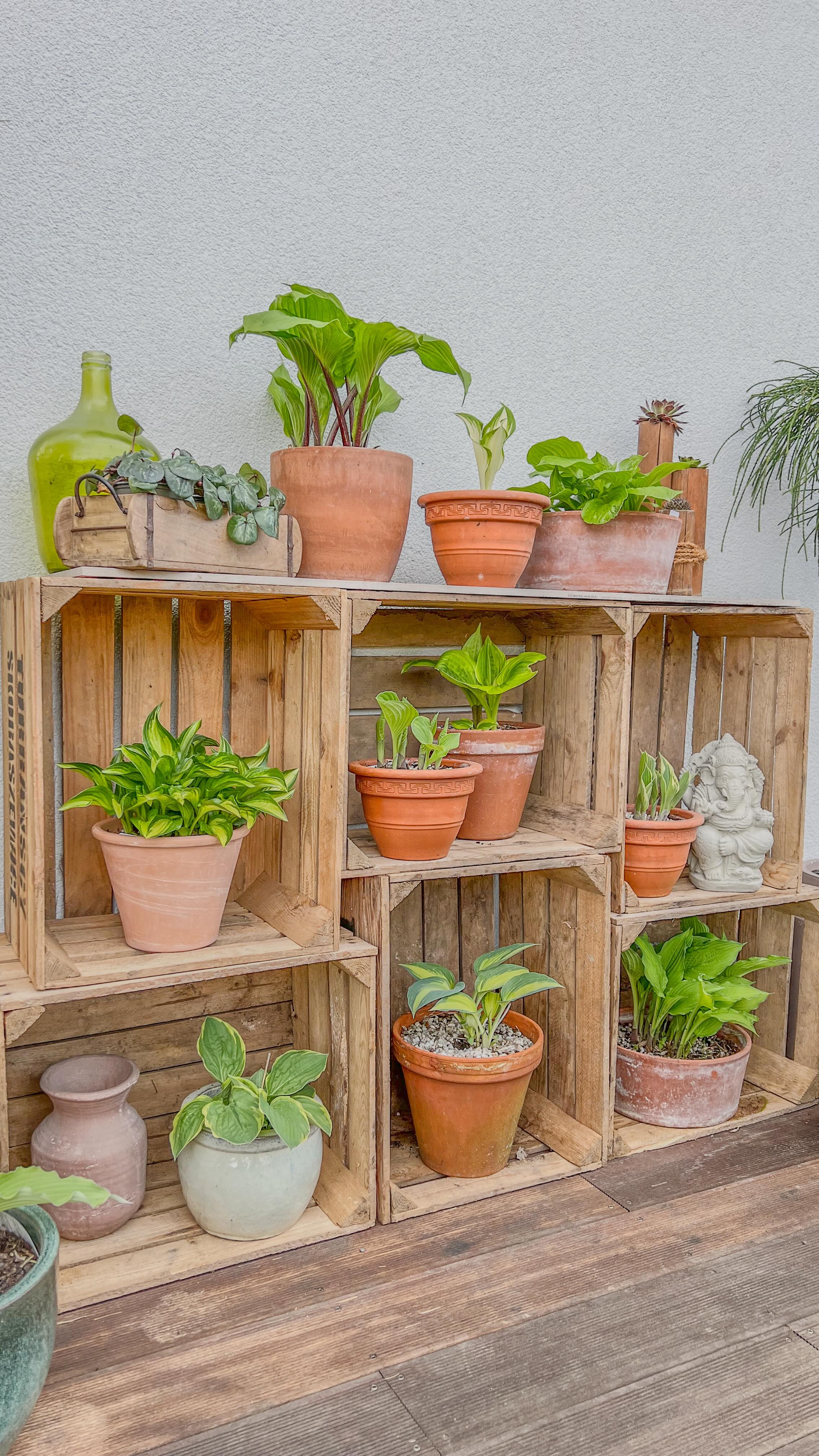 🌿 Ein paar alte Weinkisten und ganz viel Hosta-Liebe – fertig ist mein neues Gartenregal., Manchmal braucht es gar nicht viel, um ein neues Lieblingsplätzchen im Garten zu schaffen., Ich habe einfach