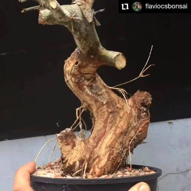 Parabéns @flaviocsbonsai otima visão. • • • • • • Piteco #Deus #jesus # ...