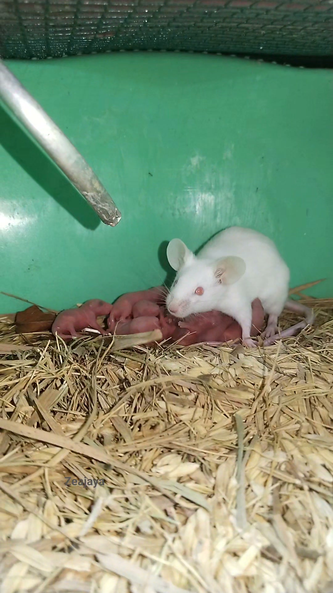 The kissing mouse, short but sweet | The Mouse family that live by
