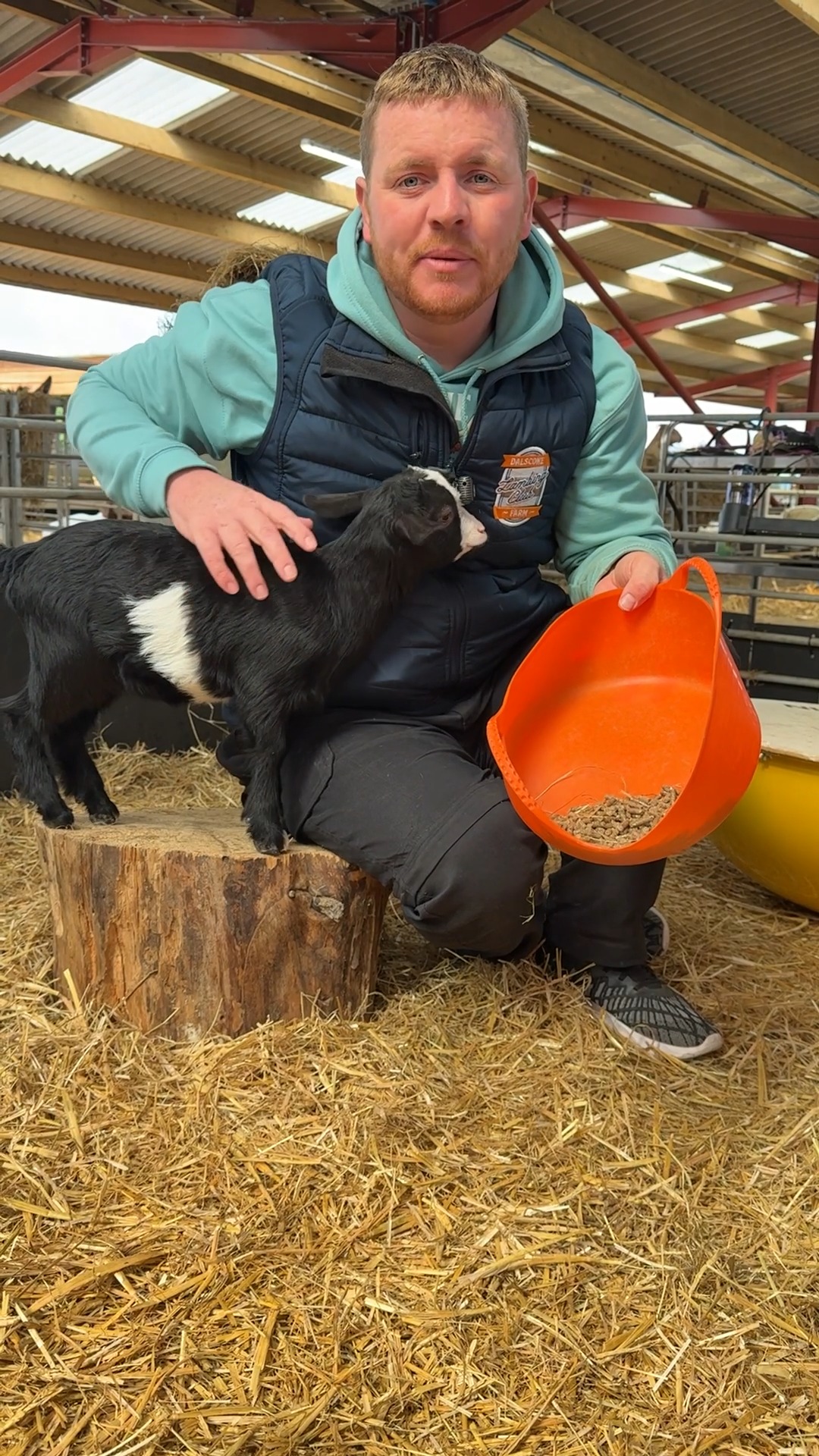 🎥 4 R’s Update! Ronnie, Raisin, Reggie & Rory 🐐🐐🐐🐐#PygmyGoat #BabyGoat ...